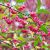 SALBĂ MOALE sau VOINICERIU (EUONYMUS EUROPAEUS)
