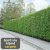 GARD VIU ORNAMENTAL DE CARPEN