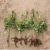 GARD VIU ORNAMENTAL DE CARPEN