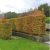 GARD VIU ORNAMENTAL DE CARPEN