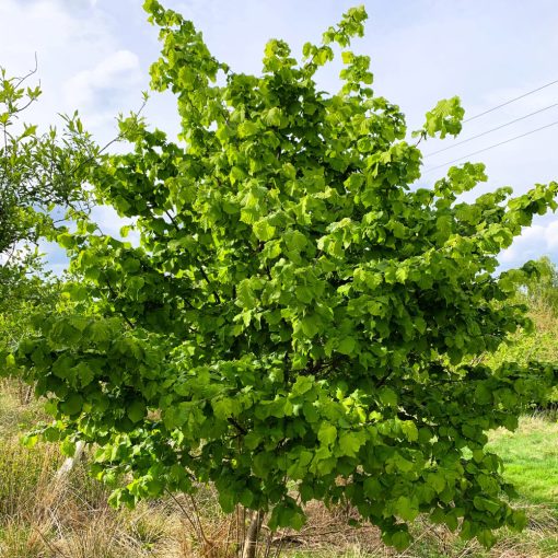 ALUN (CORYLUS AVELLANA)