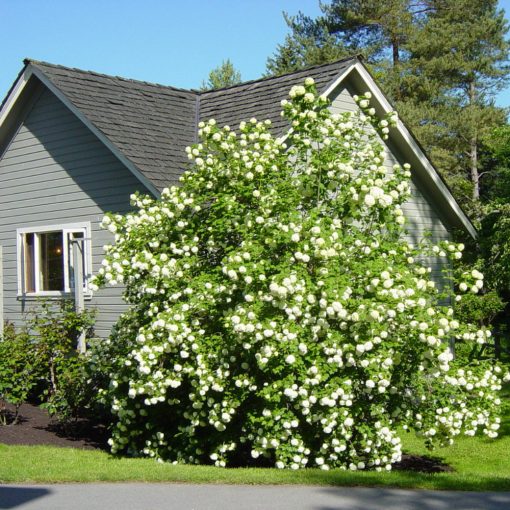 CĂLIN (VIBURNUM OPULUS)