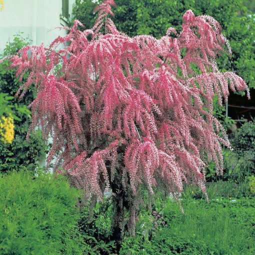 CĂTINĂ ROȘIE (TAMARIX TETRANDRU)