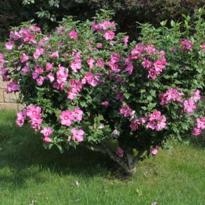 ZĂMOȘIȚĂ sau HIBISCUS DE GRĂDINĂ (HIBISCUS SYRIACUS)