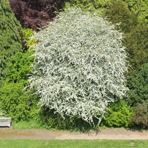 PĂDUCEL (CRATAEGUS MONOGYNA)