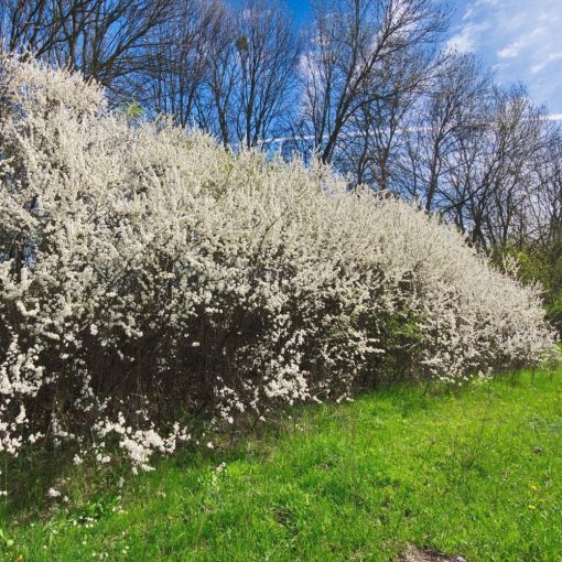 PORUMBAR (PRUNUS SPINOSA)