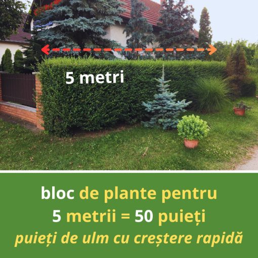 BLOC DE ULM CU CREȘTERE RAPIDĂ PENTRU 5 METRII 