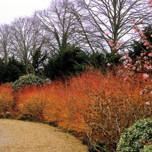 SÂNGER (CORNUS SANGUINEA)