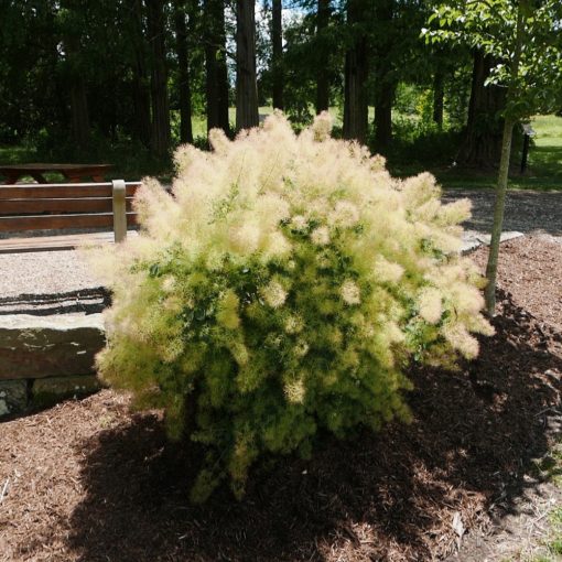 SCUMPIE (COTINUS COGGYRIA)