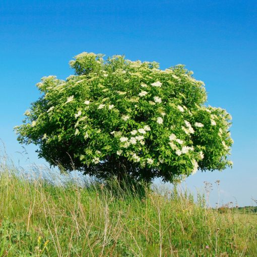 SOC NEGRU (SAMBUCUS NIGRA)